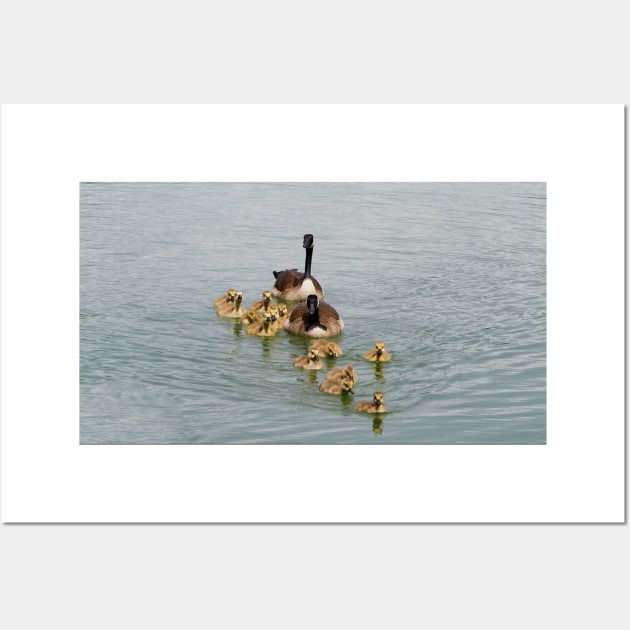 Family of Canada Geese Goslings Swimming Together In A Row Wall Art by BackyardBirder